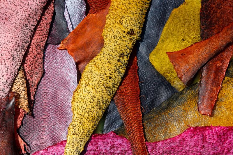 Tiedosto:Kasvivärjättyjä kalannahkoja.jpeg