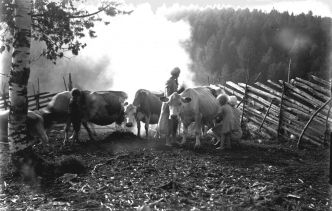 Nainen on lypsämässä lehmää. Lapset ja nuori tyttö seuraavat vieressä. Pielisen museo, Pielisjärvi Tunniste: 139:5 (numero) 1930-l.