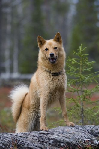 Suomenpystykorva katsoo kameraan päin valppaana.