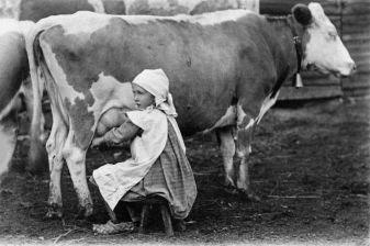 Agronomi Harlinin kuusivuotias tytär Paula lypsää lehmää 21.10.1921 Finna.fi Museovirasto