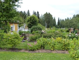 Erilaisia kasveja siirtolapuutarhassa, pensaiden takana keltainen mökki.