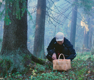A person picking up mushrooms and putting them in a basket.