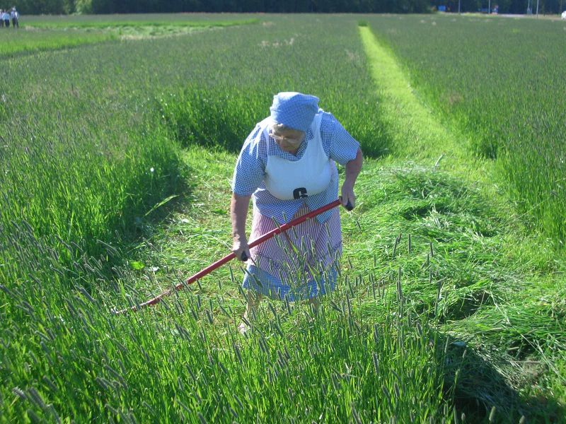 Tiedosto:MM niitot 2006 (1).jpg