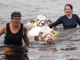 Henkilöt kuvassa Ilmari Majuri ja Riitta Niiranen. Kuvan eläimet pohjoissuomenkarjaa, omistaja Ilmari Majuri. Mervi Honkatukia 2022. Kuvauspaikka Tornionjoki. Yksityinen kokoelma.