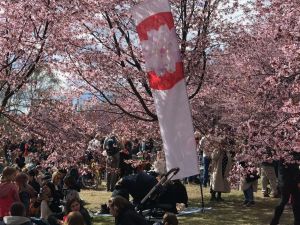 Kirsikkapuisto kukassa ja ihmisiä juhlimassa Hanamia.