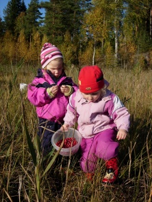 Two small children picking lingonberries.