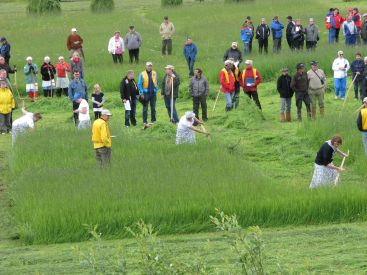 joukko ihmisiä niittää heinää vanhanaikaisissa vaatteissa. taustalla muutama kymmenen ihmistä katsomossa.