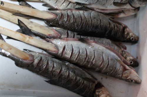 Raakoja siikoja vartaissa.
