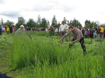 Nuori ihminen niittää heinää viikatteella.