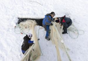 Nuottaa nostetaan vedestä.