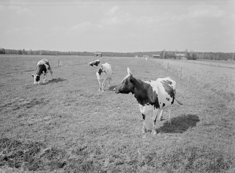 Tiedosto:Karjaa laitumella Orimattilassa13.5.1963 .jpg