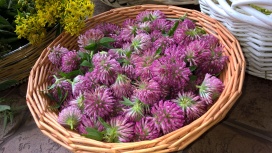 Red clover flowers in a basket.