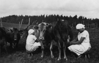 Naiset lypsyllä. FINNA Tunniste 233:alb2:137 1930-1940, Teisko, Kuoranta, Tampere, Suomi