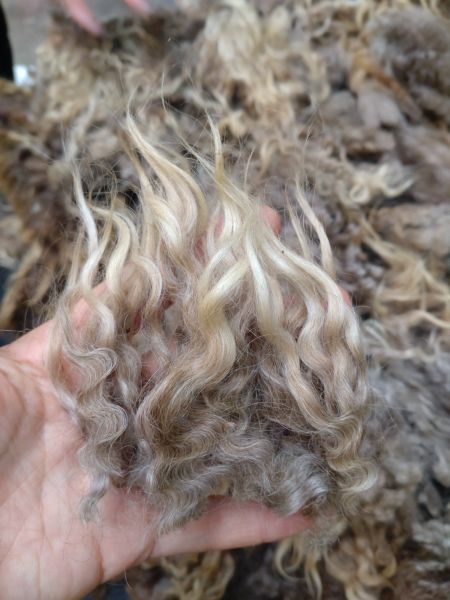 Tiedosto:Kehräämisen materiaalina raakavilla Anna Puolakka.jpg