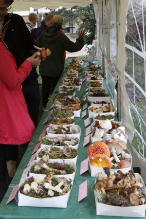 Different kinds of mushrooms on display.