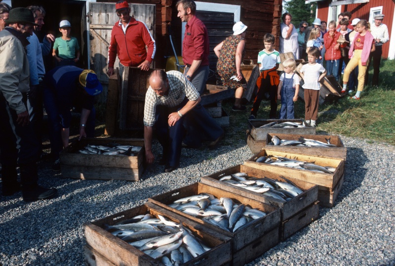Tiedosto:Siianjako 1984. Suomen kalakirjasto.jpg